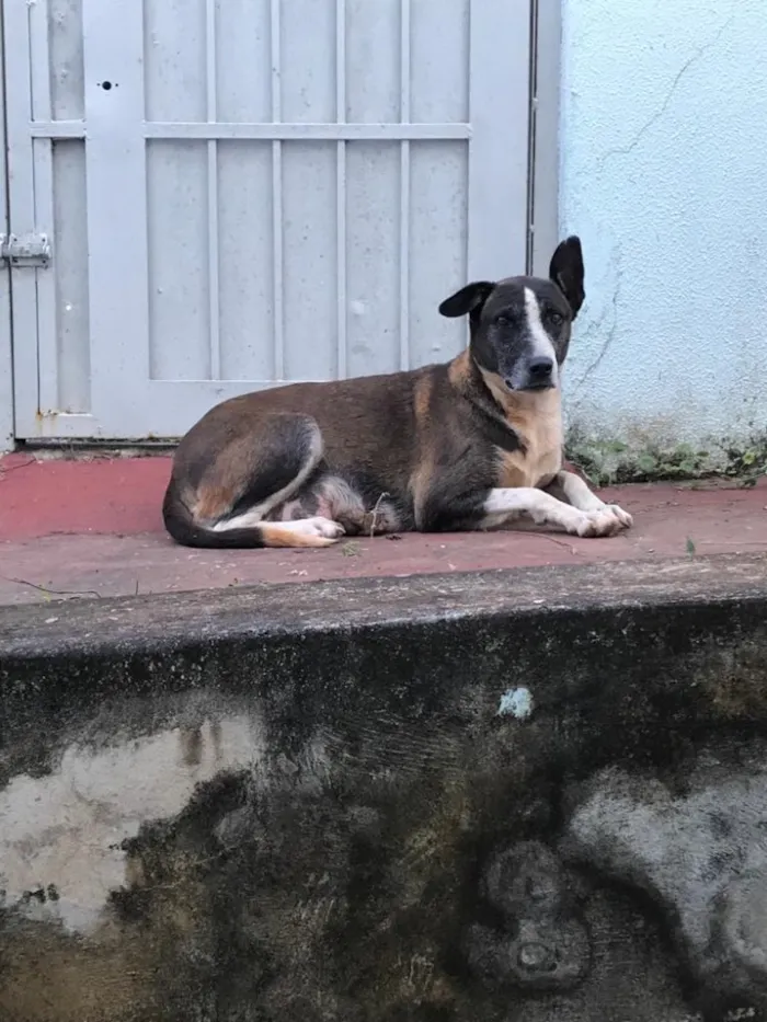 Cachorro ra a Sem Raça Definida idade 6 ou mais anos nome Matusa