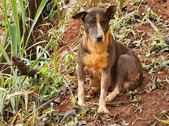 Cachorro ra a Sem Raça Definida idade 6 ou mais anos nome Matusa