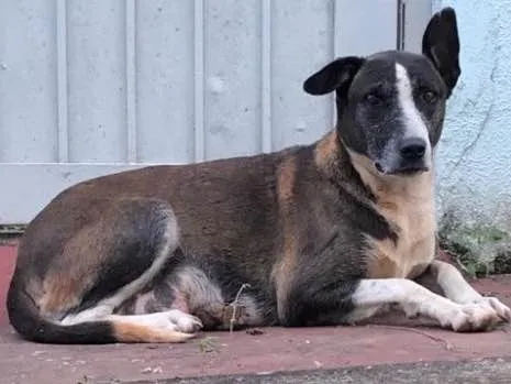 Cachorro ra a Sem Raça Definida idade 6 ou mais anos nome Matusa