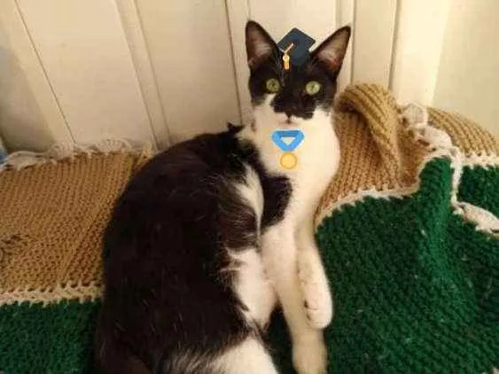 Gato ra a SRD preto e branco  idade 7 a 11 meses nome Garoto Frajola 