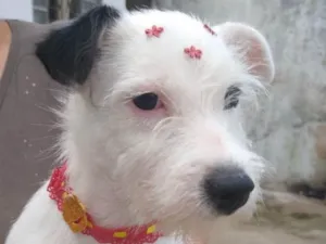 Cachorro raça SRD idade 2 a 6 meses nome Luma 