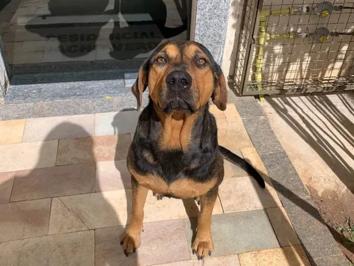 Cachorro raça Desconhecida idade 2 anos nome Mel
