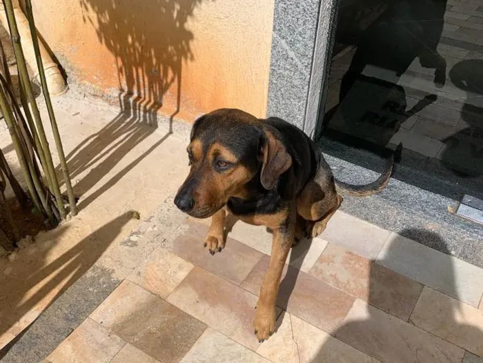 Cachorro raça Desconhecida idade 2 anos nome Mel