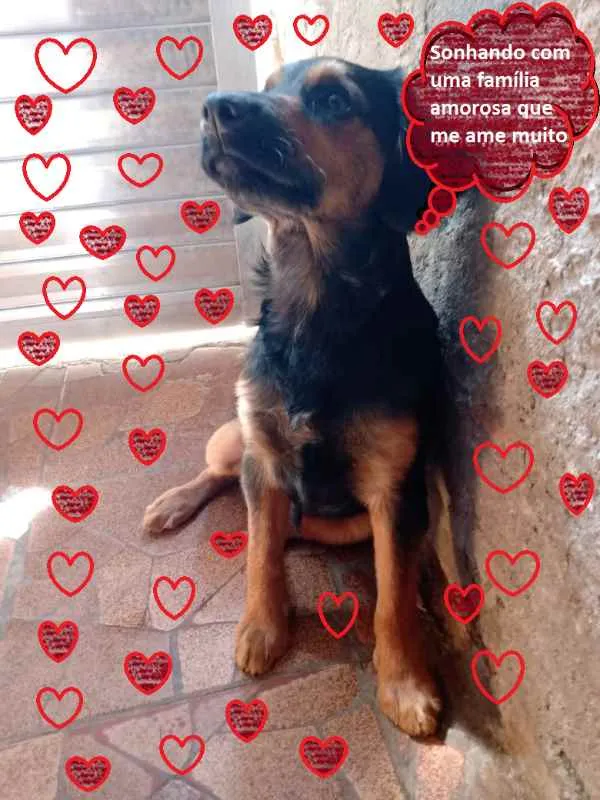 Cachorro ra a SRD idade 2 a 6 meses nome Socrates