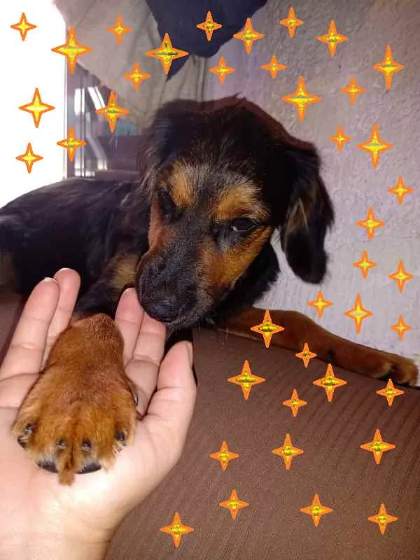 Cachorro ra a SRD idade 2 a 6 meses nome Socrates