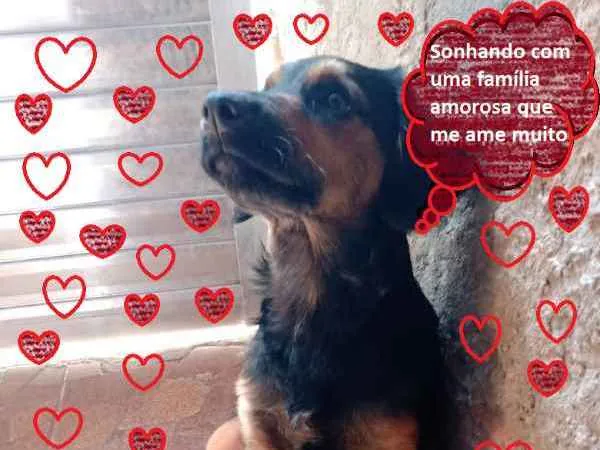 Cachorro ra a SRD idade 2 a 6 meses nome Socrates