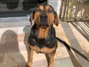 Cachorro raça Desconhecida idade 2 anos nome Mel