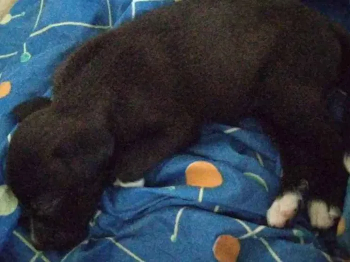 Cachorro ra a Vira lata /rottweiler idade Abaixo de 2 meses nome Nina