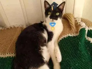 Gato raça SRD preto e branco  idade 7 a 11 meses nome Garoto Frajola 