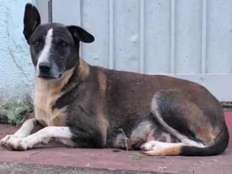 Cachorro ra a Sem Raça Definida idade 6 ou mais anos nome Matusa