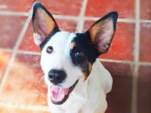 Cachorro raça Srd idade 1 ano nome Maya