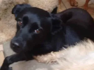Cachorro raça Srd idade 3 anos nome Flocks