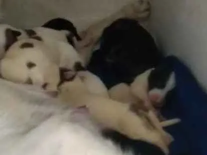 Cachorro ra a Mistura  idade Abaixo de 2 meses nome Filhotes 