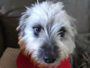 Cachorro raça Mestiça  idade 7 a 11 meses nome Sofia 