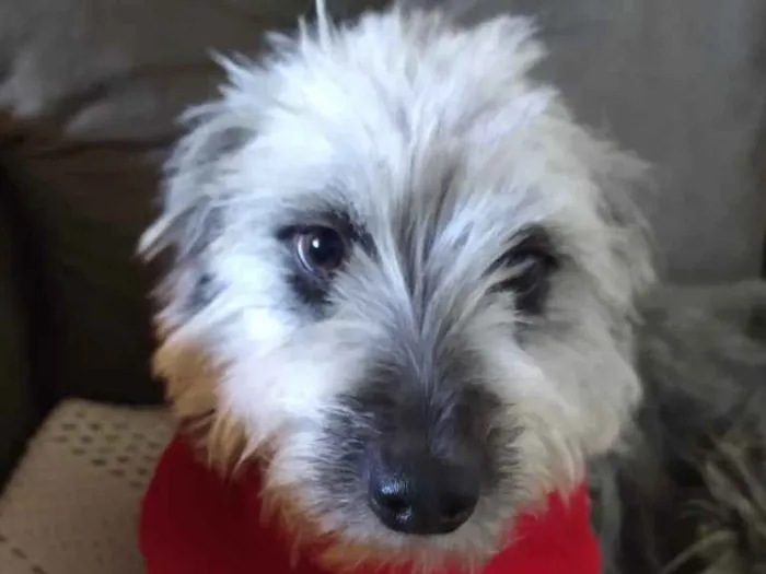 Cachorro ra a Mestiça  idade 7 a 11 meses nome Sofia 