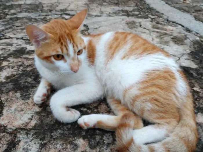 Gato ra a SRD idade 1 ano nome Spike 