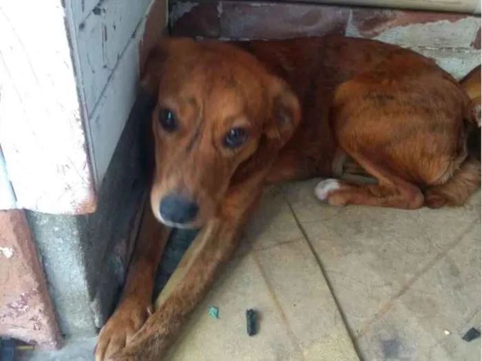 Cachorro ra a Vira lata idade 7 a 11 meses nome Luna