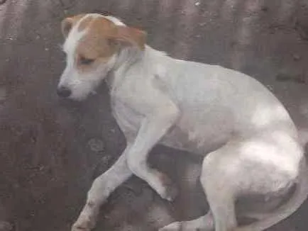 Cachorro ra a Vira - lata idade 7 a 11 meses nome Estela