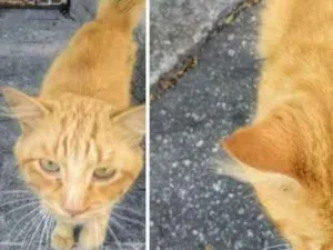 Gato raça  idade  nome Gatinho Perdido