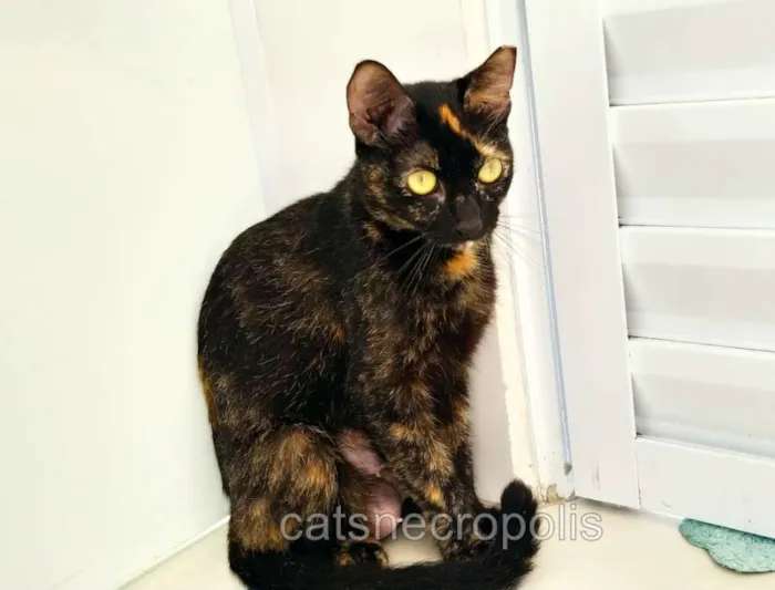 Gato ra a srd idade 1 ano nome maezinha