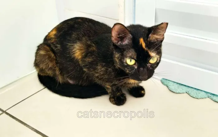 Gato ra a srd idade 1 ano nome maezinha
