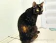 maezinha