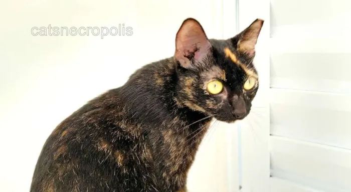 Gato ra a srd idade 1 ano nome maezinha
