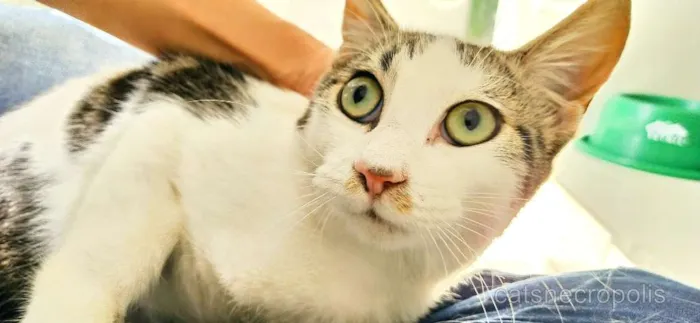 Gato ra a srd idade 7 a 11 meses nome filhote