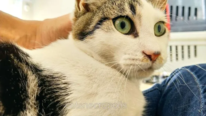 Gato ra a srd idade 7 a 11 meses nome filhote