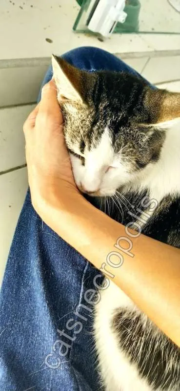 Gato ra a srd idade 7 a 11 meses nome filhote