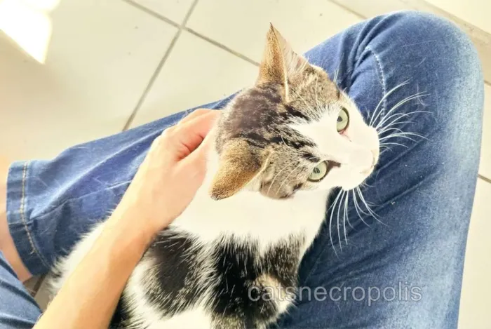 Gato ra a srd idade 7 a 11 meses nome filhote