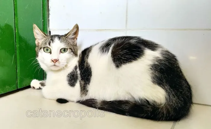 Gato ra a srd idade 7 a 11 meses nome filhote