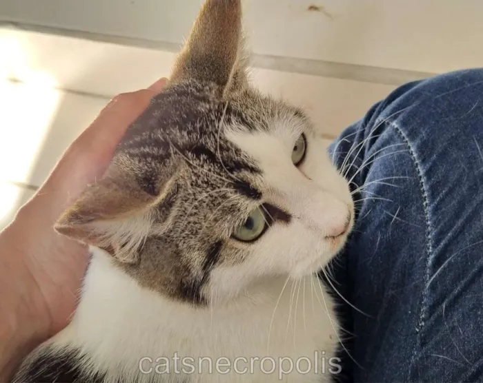 Gato ra a srd idade 7 a 11 meses nome filhote