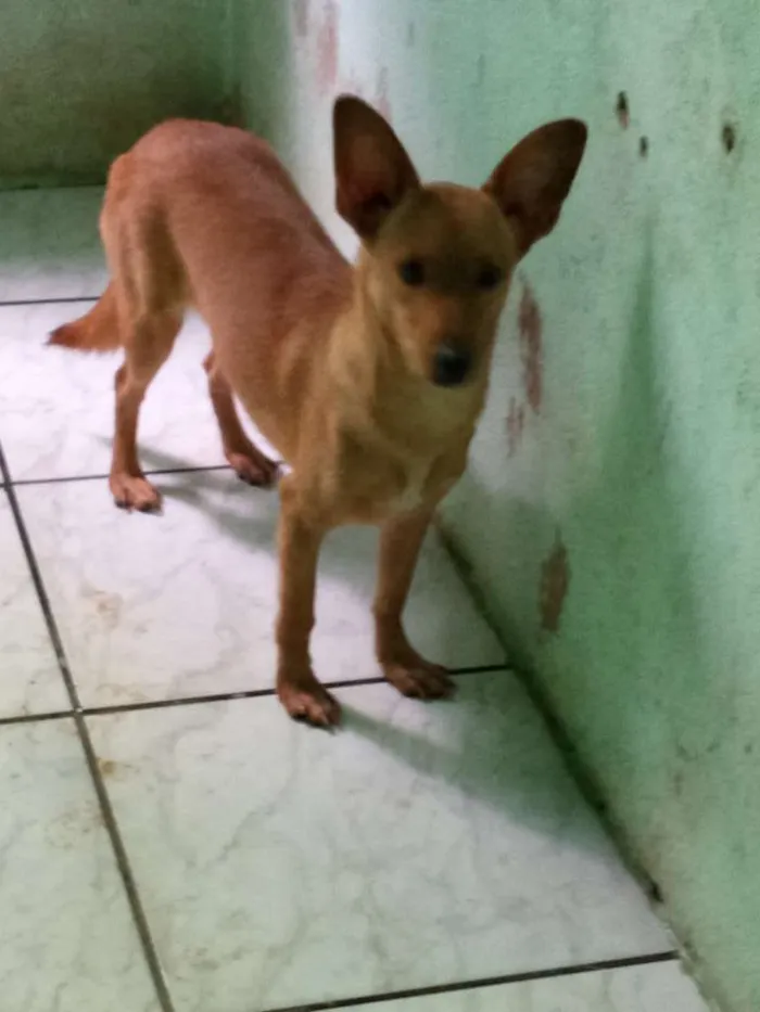 Cachorro ra a Lavrador  idade 2 a 6 meses nome Wakanda 