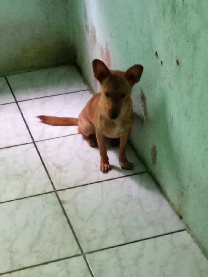 Cachorro ra a Lavrador  idade 2 a 6 meses nome Wakanda 