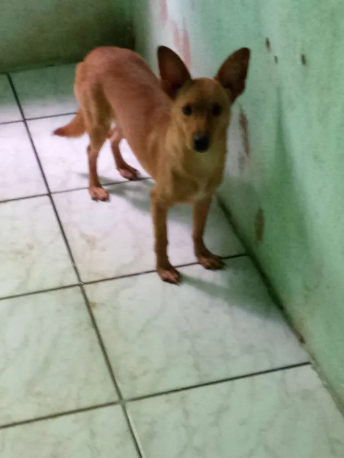 Cachorro ra a Lavrador  idade 2 a 6 meses nome Wakanda 