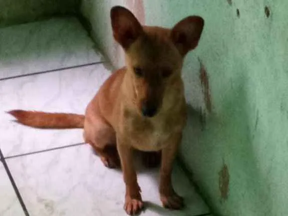 Cachorro ra a Lavrador  idade 2 a 6 meses nome Wakanda 