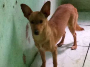 Cachorro raça Lavrador  idade 2 a 6 meses nome Wakanda 