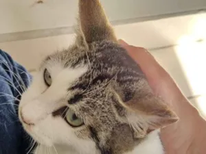 Gato raça srd idade 7 a 11 meses nome filhote