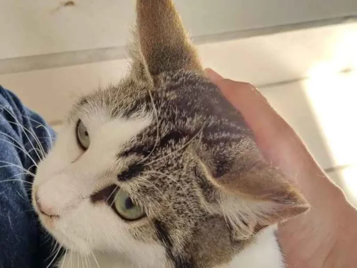 Gato ra a srd idade 7 a 11 meses nome filhote