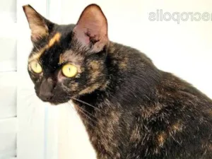 Gato raça srd idade 1 ano nome maezinha