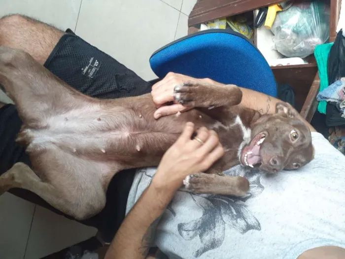 Cachorro raça Srd idade 2 a 6 meses nome Caramelo CASTRADA