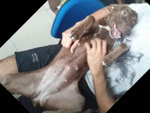 Cachorro raça Srd idade 2 a 6 meses nome Caramelo CASTRADA