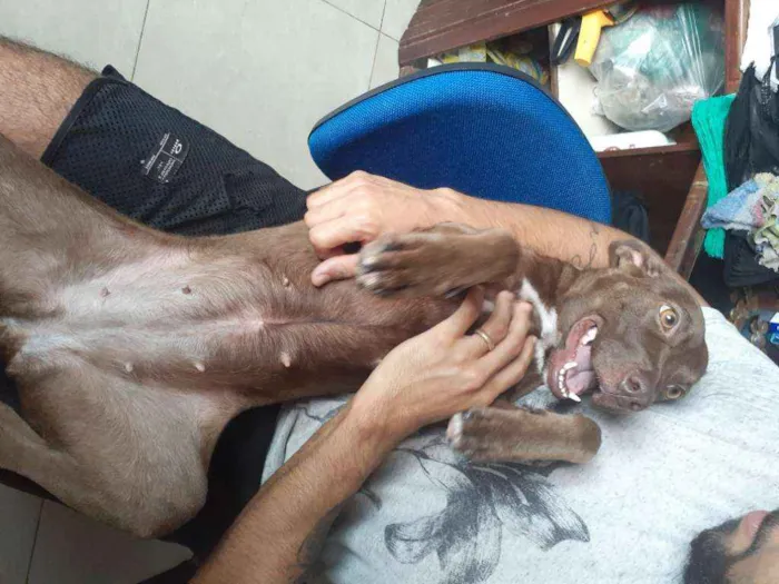 Cachorro raça Srd idade 2 a 6 meses nome Caramelo CASTRADA