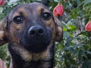 Cachorro raça  idade 7 a 11 meses nome Anne 