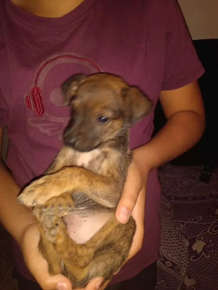 Cachorro ra a SRD idade 2 a 6 meses nome Lanoy