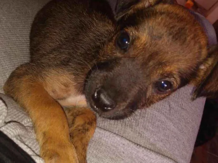 Cachorro ra a SRD idade 2 a 6 meses nome Lanoy