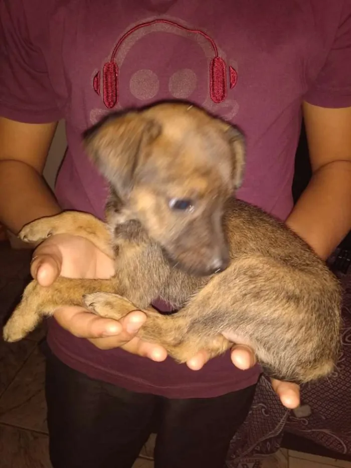 Cachorro ra a SRD idade 2 a 6 meses nome Lanoy