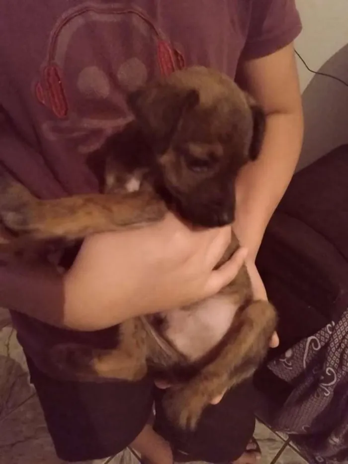 Cachorro ra a SRD idade 2 a 6 meses nome Lanoy