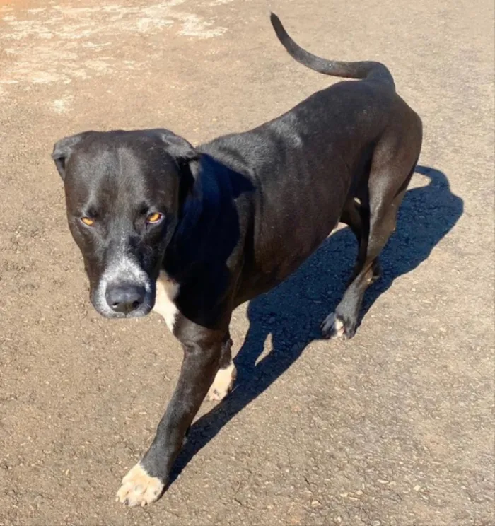 Cachorro ra a Mestiço  idade 1 ano nome Eros 